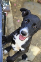 SAMI, Hund, Mischling in Spanien - Bild 4