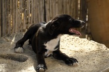 SAMI, Hund, Mischling in Spanien - Bild 5