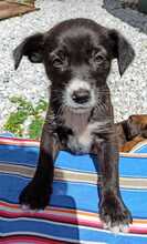 SAMI, Hund, Mischling in Spanien - Bild 6