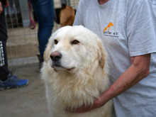 GIGO, Hund, Maremma Abruzzenhund-Mix in Weinheim - Bild 1