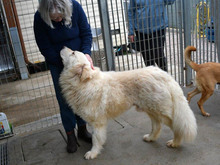 GIGO, Hund, Maremma Abruzzenhund-Mix in Weinheim - Bild 3