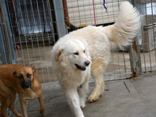 GIGO, Hund, Maremma Abruzzenhund-Mix in Weinheim - Bild 4