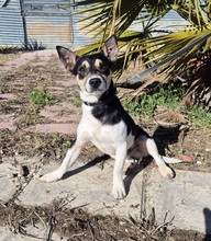 KEVIN, Hund, Bodeguero Andaluz Mix in Spanien - Bild 1