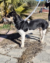 KEVIN, Hund, Bodeguero Andaluz Mix in Spanien - Bild 11