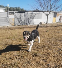 KEVIN, Hund, Bodeguero Andaluz Mix in Spanien - Bild 12