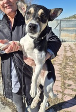 KEVIN, Hund, Bodeguero Andaluz Mix in Spanien - Bild 13