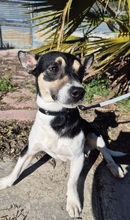 KEVIN, Hund, Bodeguero Andaluz Mix in Spanien - Bild 3