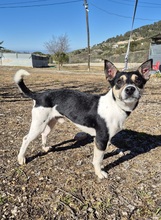 KEVIN, Hund, Bodeguero Andaluz Mix in Spanien - Bild 4