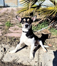 KEVIN, Hund, Bodeguero Andaluz Mix in Spanien - Bild 5