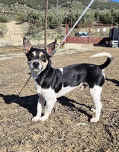 KEVIN, Hund, Bodeguero Andaluz Mix in Spanien - Bild 6