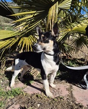 KEVIN, Hund, Bodeguero Andaluz Mix in Spanien - Bild 7
