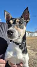 KEVIN, Hund, Bodeguero Andaluz Mix in Spanien - Bild 8