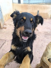 XAVI, Hund, Hovawart - Border Collie Mix in Spanien - Bild 1