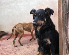 XAVI, Hund, Hovawart - Border Collie Mix in Spanien - Bild 10