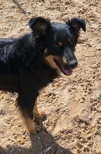 XAVI, Hund, Hovawart - Border Collie Mix in Spanien - Bild 11