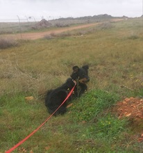 XAVI, Hund, Hovawart - Border Collie Mix in Spanien - Bild 12