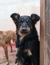 XAVI, Hund, Hovawart - Border Collie Mix in Spanien - Bild 2