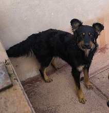 XAVI, Hund, Hovawart - Border Collie Mix in Spanien - Bild 3