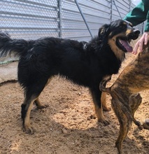 XAVI, Hund, Hovawart - Border Collie Mix in Spanien - Bild 4