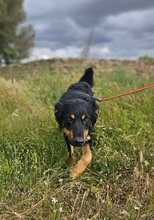 XAVI, Hund, Hovawart - Border Collie Mix in Spanien - Bild 5