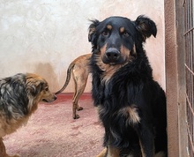 XAVI, Hund, Hovawart - Border Collie Mix in Spanien - Bild 6