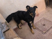 XAVI, Hund, Hovawart - Border Collie Mix in Spanien - Bild 7