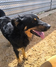 XAVI, Hund, Hovawart - Border Collie Mix in Spanien - Bild 8