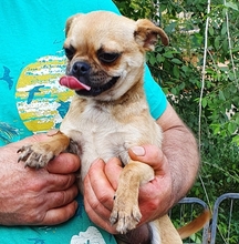 SINDY, Hund, Chihuahua-Pekinese Mix in Niddatal - Bild 1