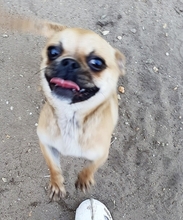 SINDY, Hund, Chihuahua-Pekinese Mix in Niddatal - Bild 2