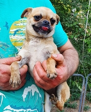 SINDY, Hund, Chihuahua-Pekinese Mix in Niddatal - Bild 3