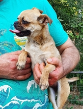 SINDY, Hund, Chihuahua-Pekinese Mix in Niddatal - Bild 4