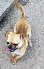 SINDY, Hund, Chihuahua-Pekinese Mix in Niddatal - Bild 5