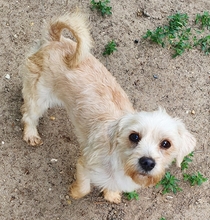 CSINIKE, Hund, Bichon Havanais in Rühen - Bild 2
