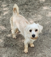 CSINIKE, Hund, Bichon Havanais in Rühen - Bild 3