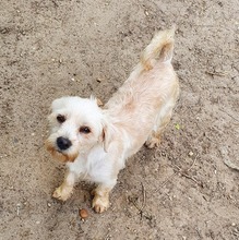 CSINIKE, Hund, Bichon Havanais in Rühen - Bild 4