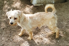 CSINIKE, Hund, Bichon Havanais in Rühen - Bild 5
