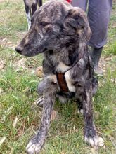 KENYA, Hund, Mischlingshund in Griechenland - Bild 2