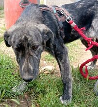 KENYA, Hund, Mischlingshund in Griechenland - Bild 3
