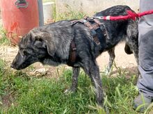 KENYA, Hund, Mischlingshund in Griechenland - Bild 4