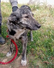 AFRICA, Hund, Mischlingshund in Griechenland - Bild 1