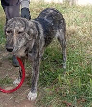 AFRICA, Hund, Mischlingshund in Griechenland - Bild 2