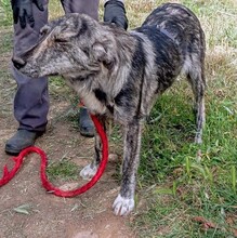 AFRICA, Hund, Mischlingshund in Griechenland - Bild 4