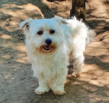 TEDDY, Hund, Malteser Mix in Neuss - Bild 1