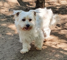 TEDDY, Hund, Malteser Mix in Neuss - Bild 2