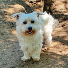 TEDDY, Hund, Malteser Mix in Neuss - Bild 4