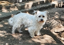 TEDDY, Hund, Malteser Mix in Neuss - Bild 5
