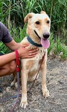 REINA, Hund, Labrador-Mischling in Spanien - Bild 1
