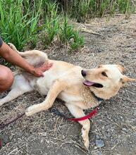 REINA, Hund, Labrador-Mischling in Spanien - Bild 2