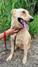 REINA, Hund, Labrador-Mischling in Spanien - Bild 3