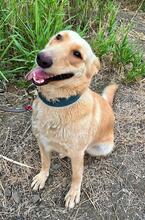 REINA, Hund, Labrador-Mischling in Spanien - Bild 4